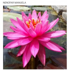 N. MANUELA N. MANUELA